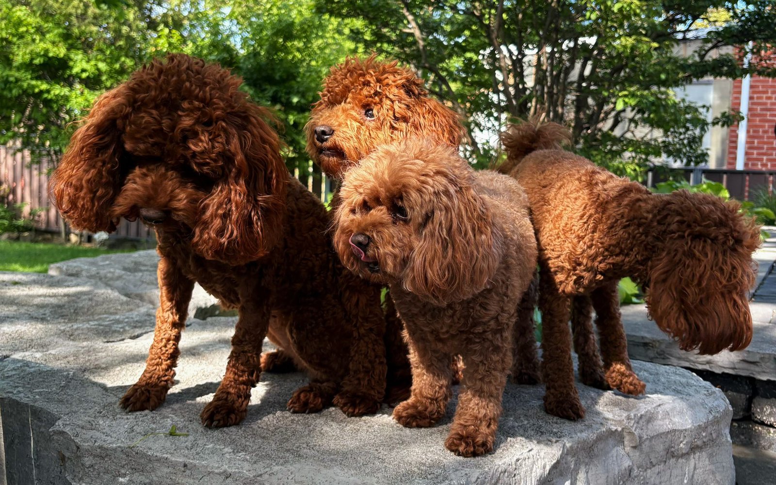 Three red toy poodles waiting together on a stone ledge