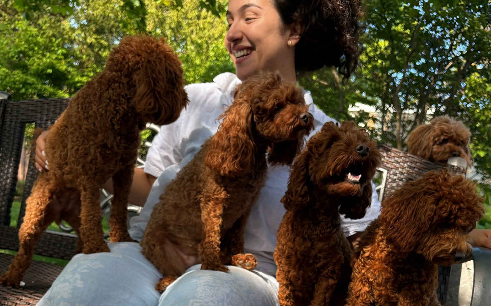 A teacher on a bench surrounded by the studio’s resident poodles