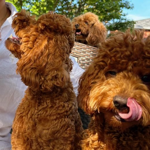 Three of the resident poodles together before a session