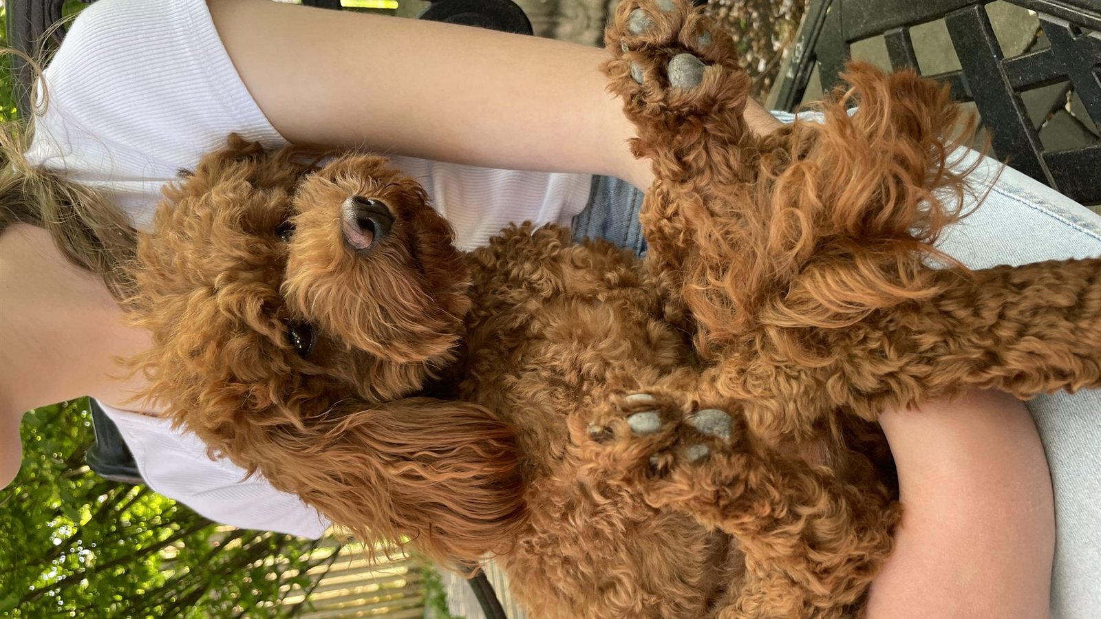 A poodle puppy being cradled during a studio session