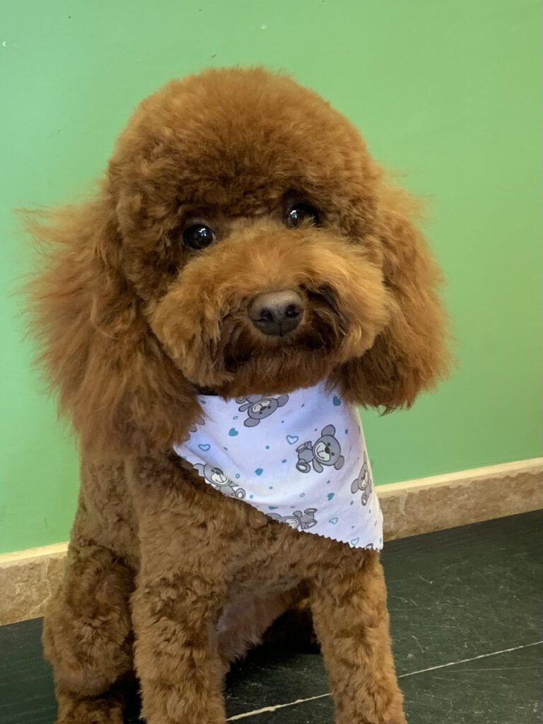 Puppy Girl, a red toy poodle at the studio