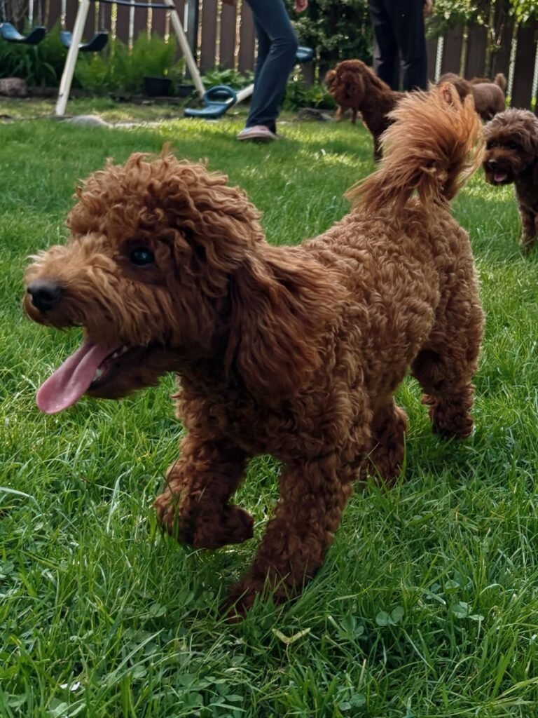 Big Girl, a red toy poodle at the studio