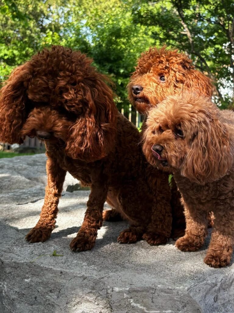 Doggie Boy, a red toy poodle at the studio