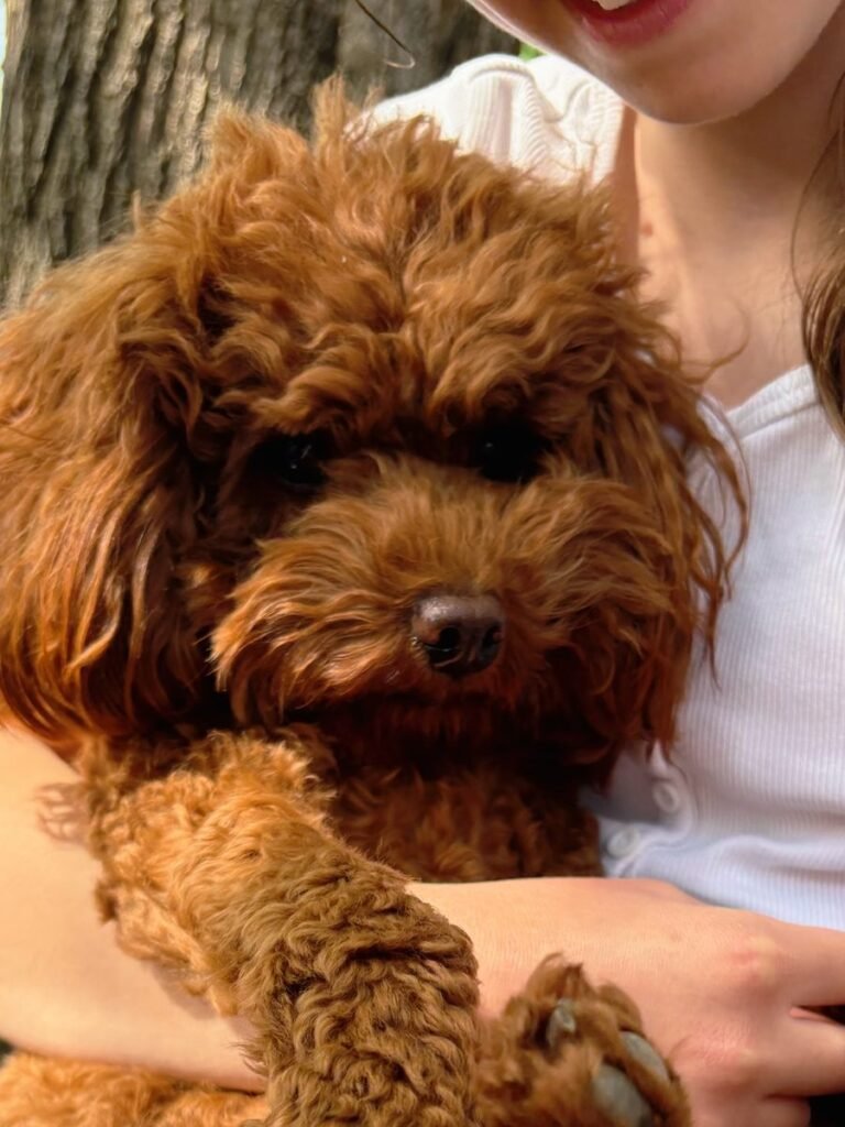 Little Baby, a red toy poodle at the studio