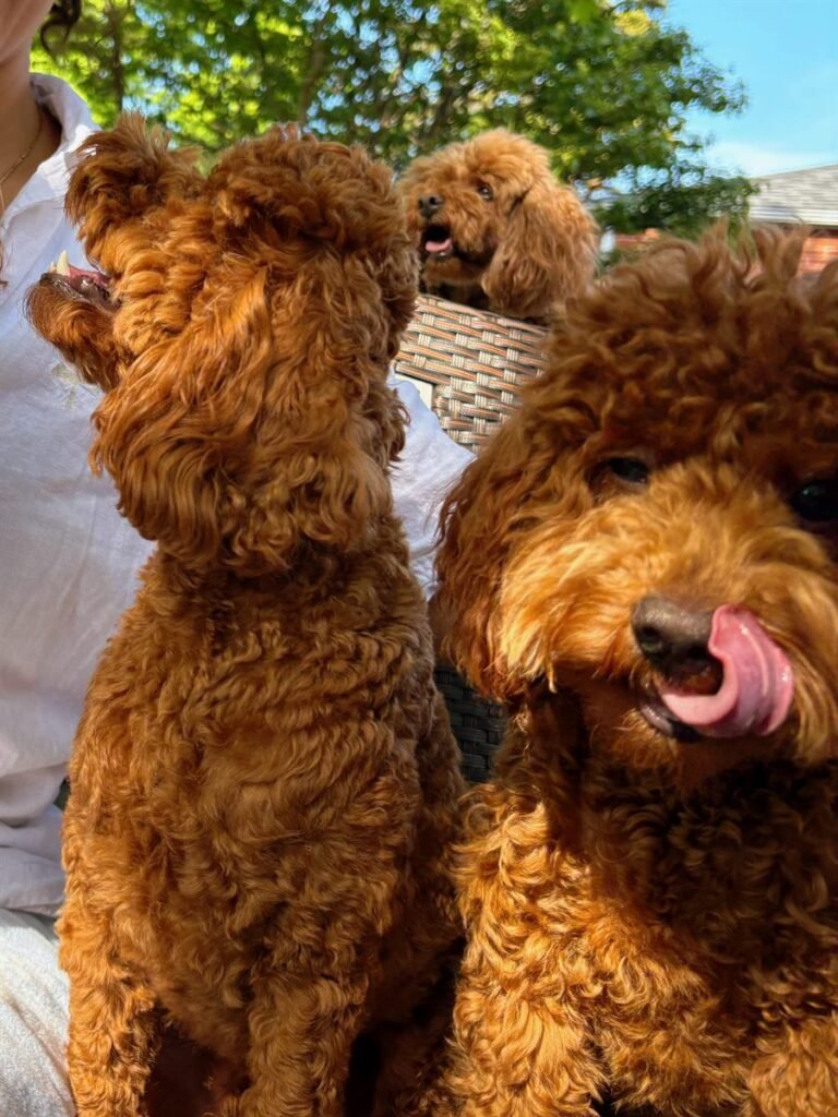 Little Boy, a red toy poodle at the studio