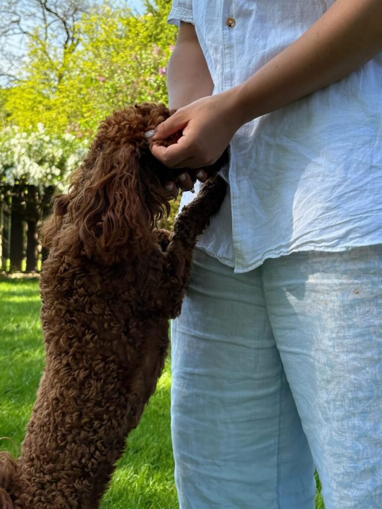 Little Girl, a red toy poodle at the studio