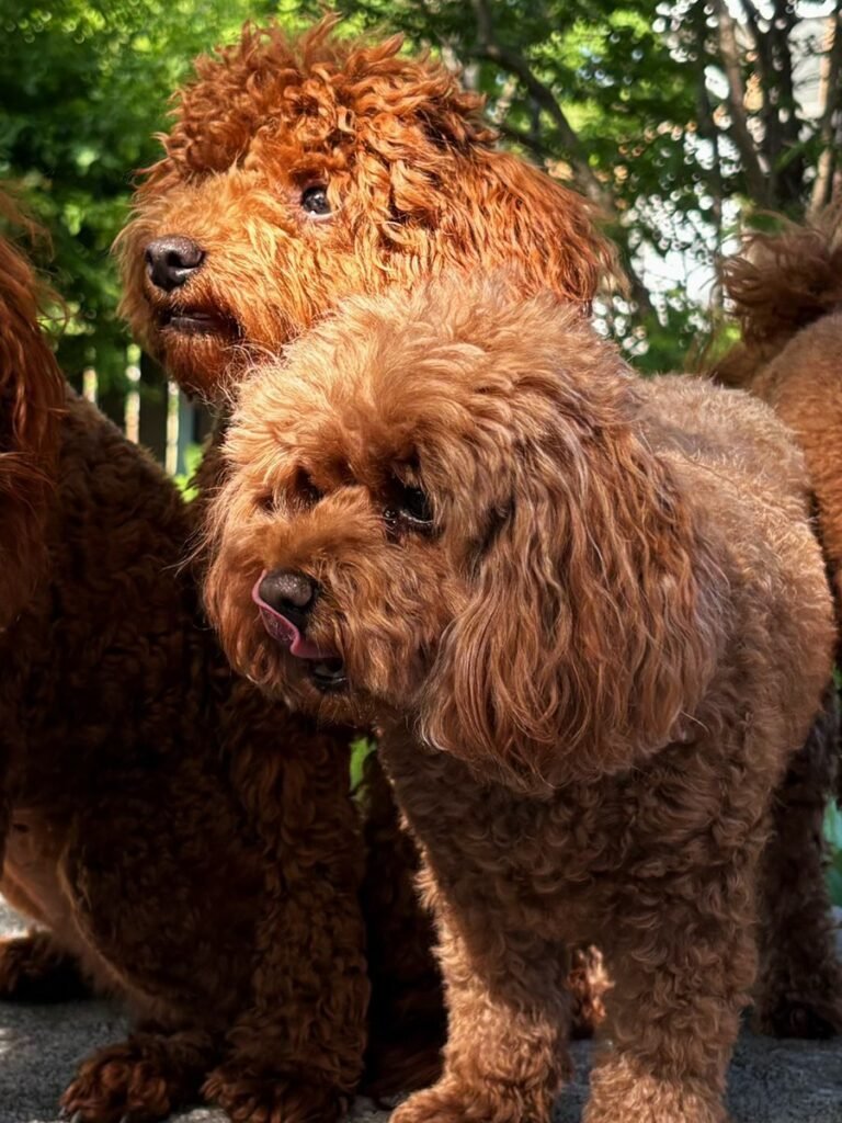 Mandy, a red toy poodle at the studio