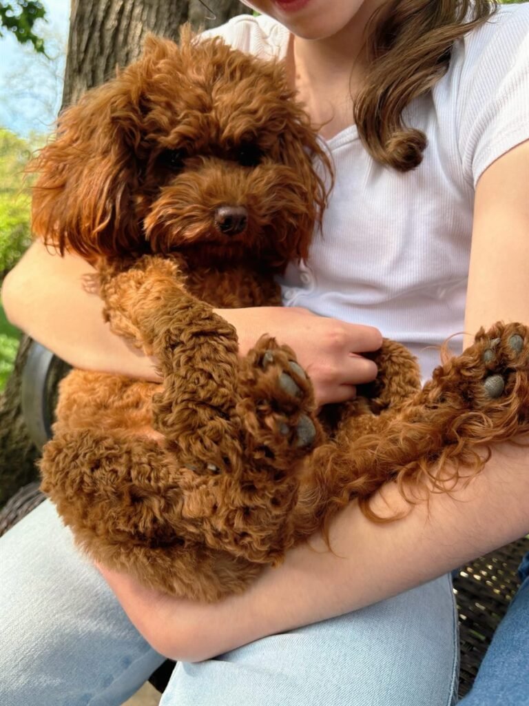 Puppy Girl, a red toy poodle at the studio