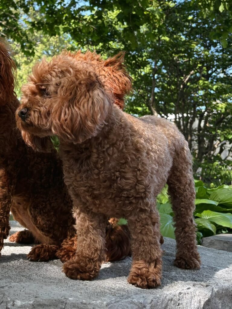 Rosie, a red toy poodle at the studio